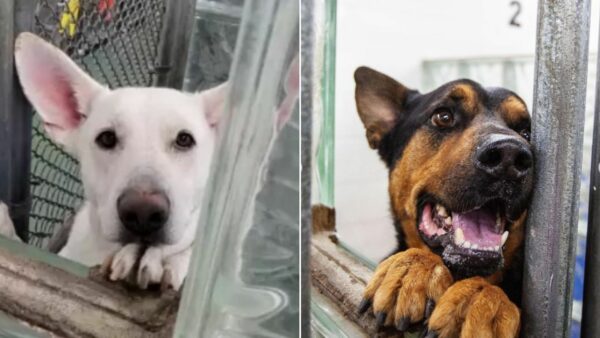 You Won't Believe How These Shelter Dogs Found Comfort in Each Other's Paws-1