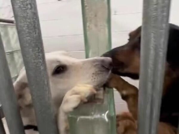 You Won't Believe How These Shelter Dogs Found Comfort in Each Other's Paws-1