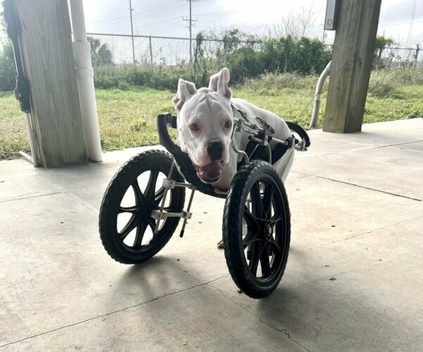 You Won't Believe How This Disabled Puppy Transformed His Family's Life!-1