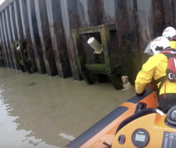 You Won't Believe What Rescuers Found Clinging to the River Wall-1