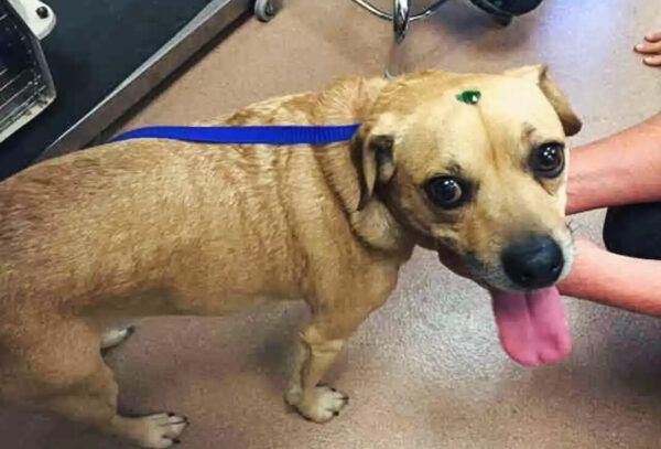 You Won't Believe What Rescuers Found Stuck On These Dogs' Heads!-1