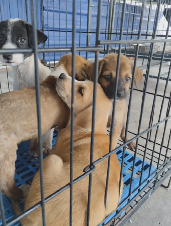 You Won't Believe What Seven Innocent Puppies Went Through Before Being Rescued!-1