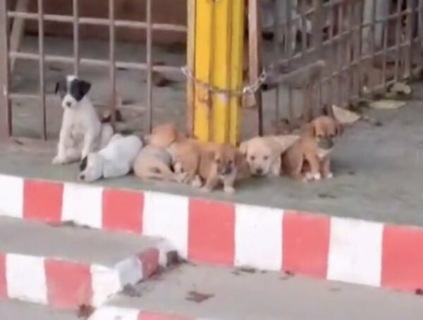 You Won't Believe What Seven Innocent Puppies Went Through Before Being Rescued!-1