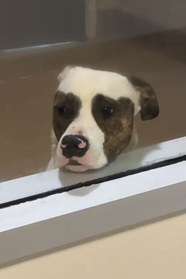 You Won't Believe What This Lonely Shelter Dog Did to Find His Forever Family-1