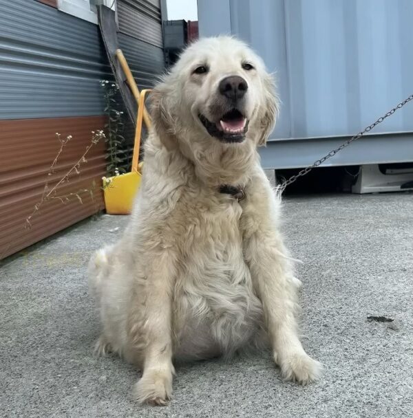 You Won't Believe Why This Guard Dog's Belly Was So Huge!-1