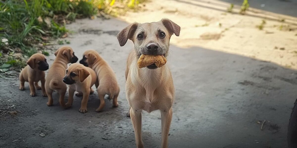 Your Heart Will Melt When You Discover Why This Mom Dog Refused Food