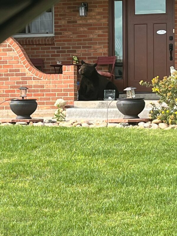 A Bear's Day Out: Unexpected Visitor Stuns Neighborhood!-1