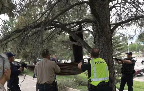 A Bear's Day Out: Unexpected Visitor Stuns Neighborhood!-1