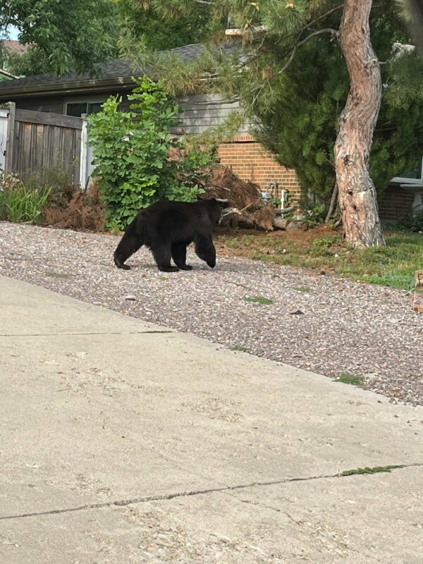 A Bear's Day Out: Unexpected Visitor Stuns Neighborhood!-1