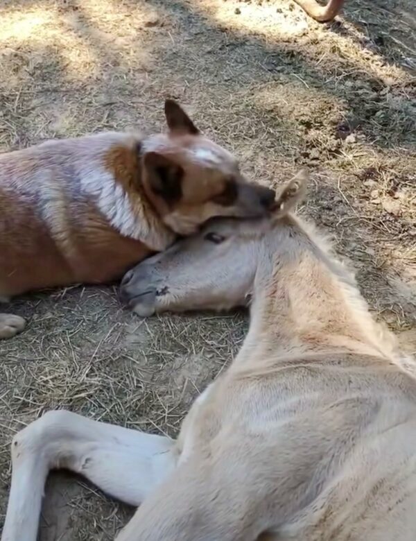 A Dog's Unlikely Friendship Saves Orphaned Foal in Heartbreaking Twist-1