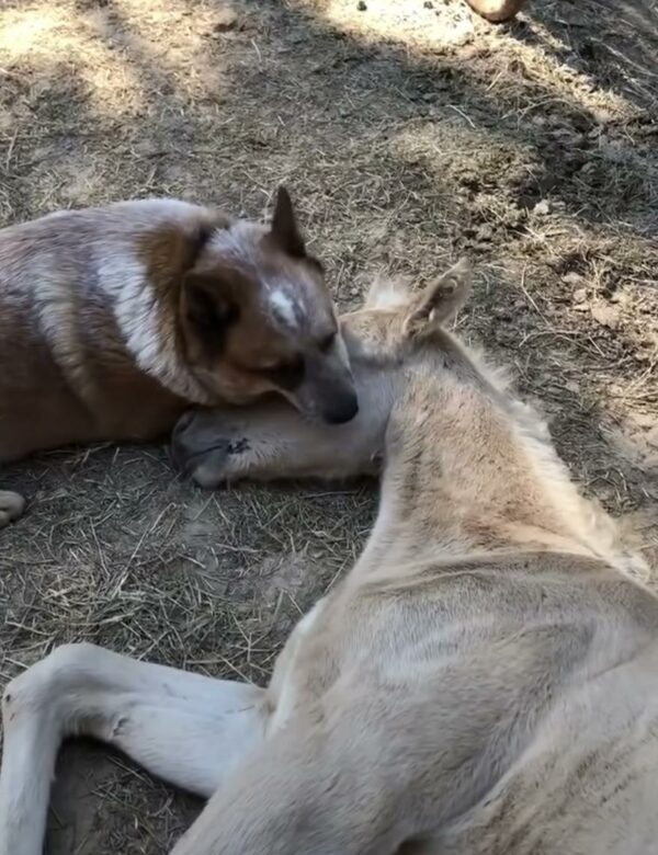 A Dog's Unlikely Friendship Saves Orphaned Foal in Heartbreaking Twist-1