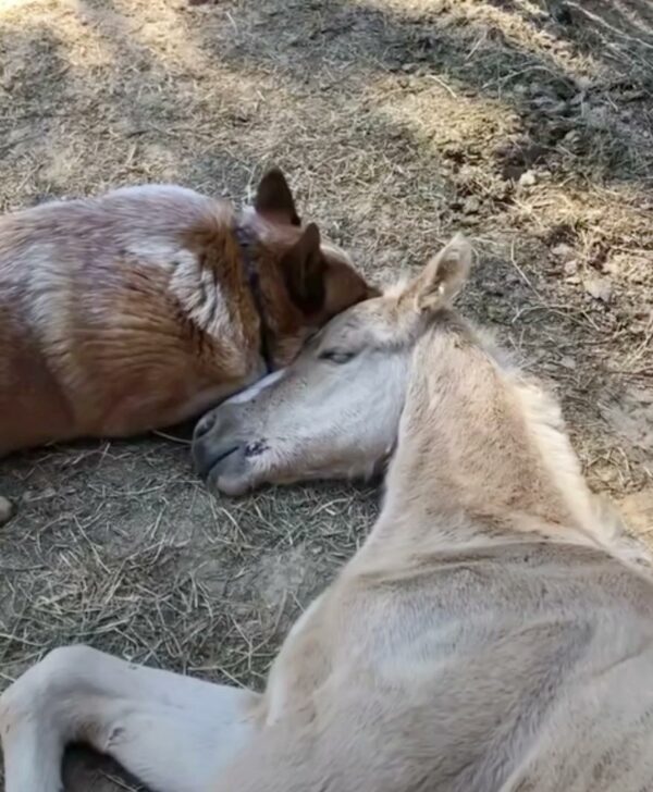 A Dog's Unlikely Friendship Saves Orphaned Foal in Heartbreaking Twist-1