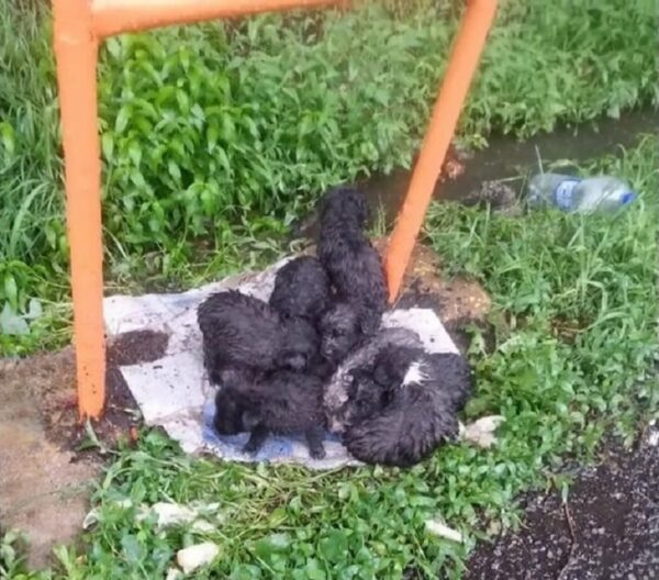 A Downpour of Tears: Abandoned Puppies' Fight for Survival-1