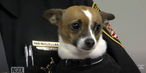 A Heartbreaking Tale of Devotion: K9 Chihuahua Follows Owner into Eternity-1