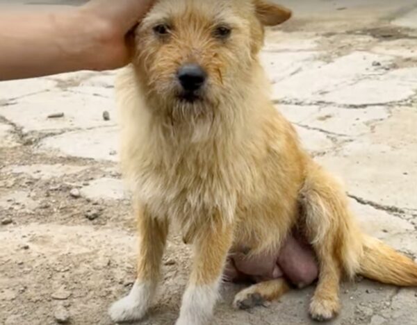 A Stray Dog's Unbelievable Family Secret Will Leave You Astonished-1