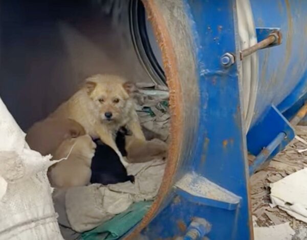 A Stray Dog's Unbelievable Family Secret Will Leave You Astonished-1