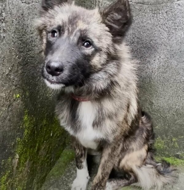 Abandoned Dog's Unbelievable Transformation After Finding Trust in a Stranger-1