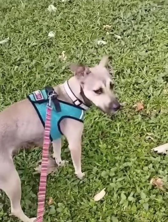 Abandoned Pregnant Dog's Heartbreaking Journey to Joy-1