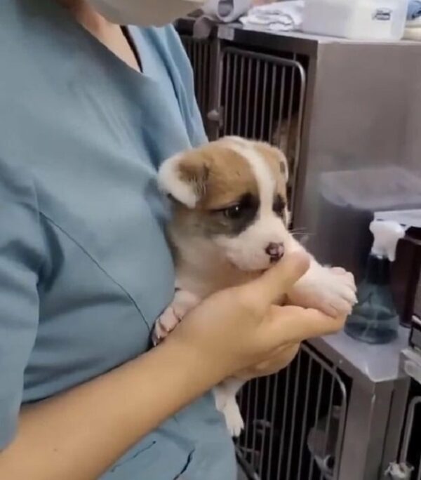 Abandoned Puppy Left in Trash Finds a Miracle – You Won't Believe What Happens Next!-1