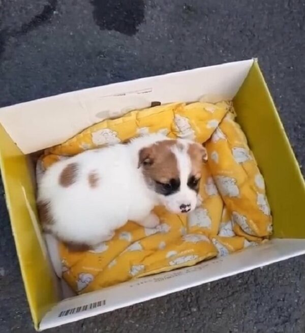 Abandoned Puppy Left in Trash Finds a Miracle – You Won't Believe What Happens Next!-1