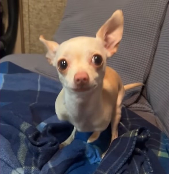 Abandoned Puppy Without Front Legs Finds a Miracle in a Man's Love-1