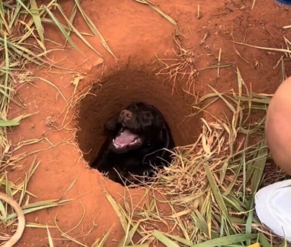 Boy's Heartfelt Discovery in a Construction Site Will Leave You Speechless-1