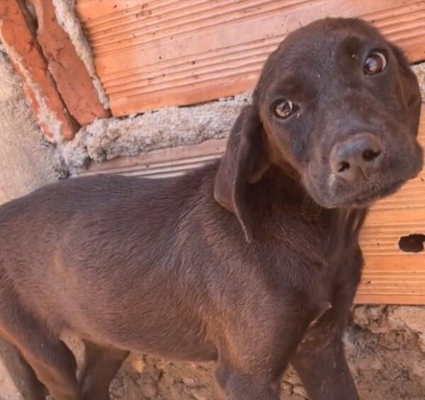 Boy's Heartfelt Discovery in a Construction Site Will Leave You Speechless-1