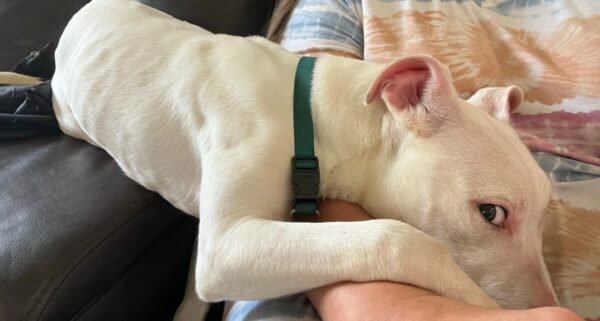 Deaf Puppy Finds Miraculous Rescue After Being Abandoned Near Pole-1