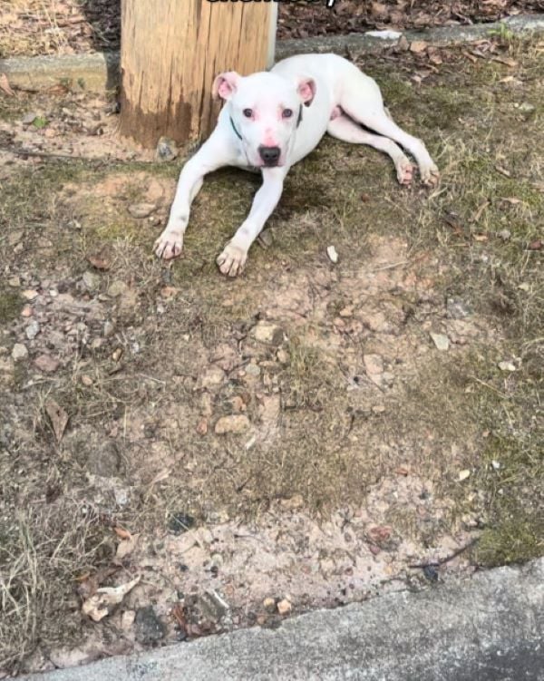 Deaf Puppy Finds Miraculous Rescue After Being Abandoned Near Pole-1