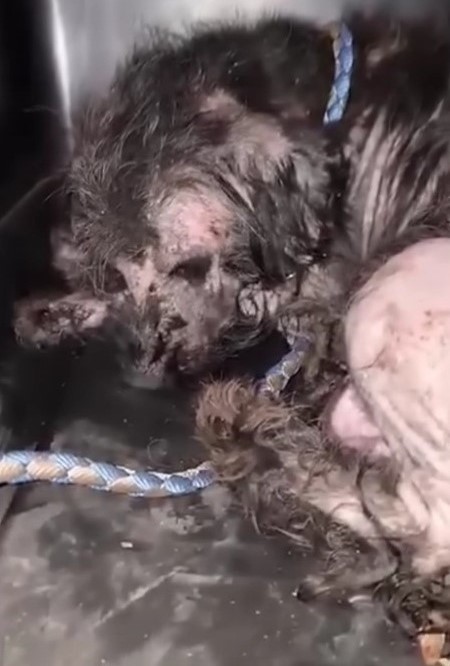 Desperate Mama Dog's Heartbreaking Cry Leads to a Miraculous Reunion-1