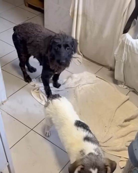 Desperate Mama Dog's Heartbreaking Cry Leads to a Miraculous Reunion-1