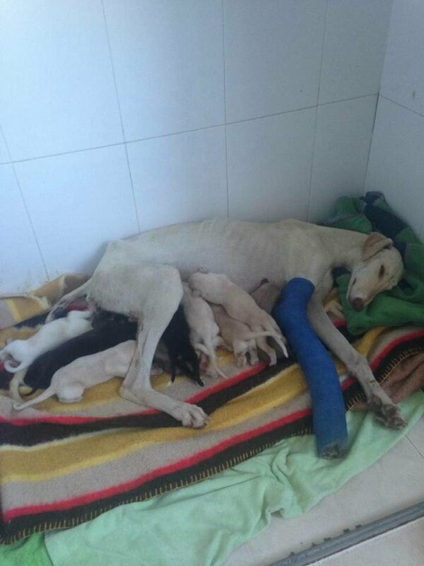 Desperate Mama Dog's Heartbreaking Struggle to Save Her Puppies Will Leave You in Tears-1