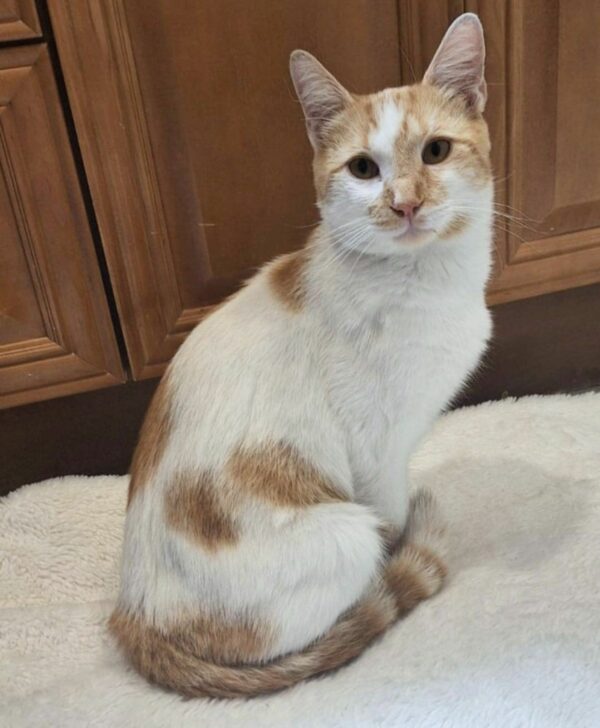 Discover How This Stray Cat's Determination Led to an Unbelievable Transformation-1