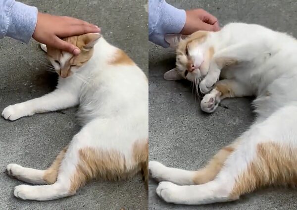 Discover How This Stray Cat's Determination Led to an Unbelievable Transformation-1