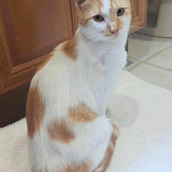 Discover How This Stray Cat's Determination Led to an Unbelievable Transformation-1