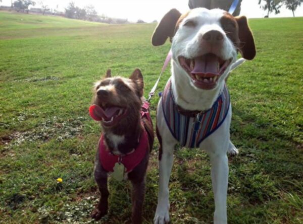 Dog's Heart-Wrenching Farewell to Best Friend Will Leave You Breathless-1