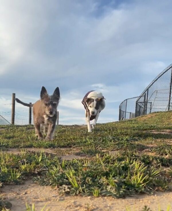 Dog's Heart-Wrenching Farewell to Best Friend Will Leave You Breathless-1