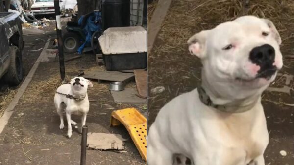 Dog's Heartbreaking Smile Will Make You Tear Up!-1