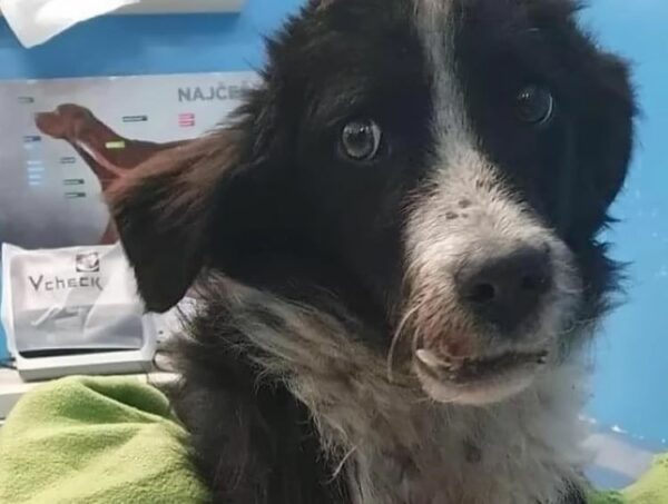 Dog's Heartbreaking Vigil: The Shirt That Held His Last Hope-1