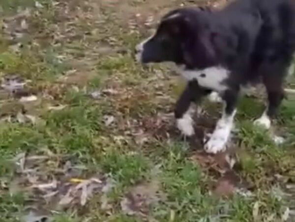 Dog's Heartbreaking Vigil: The Shirt That Held His Last Hope-1