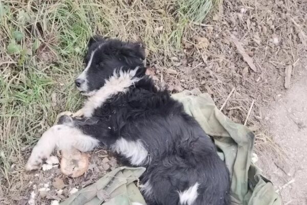 Dog's Heartbreaking Vigil: The Shirt That Held His Last Hope-1