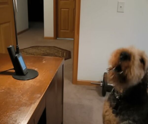 Dog's Heartfelt Serenade Over Phone Leaves Mom in Tears of Joy-1