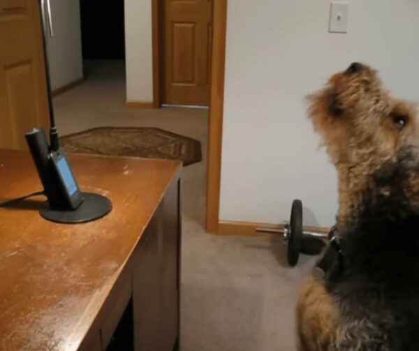 Dog's Heartfelt Serenade Over Phone Leaves Mom in Tears of Joy-1