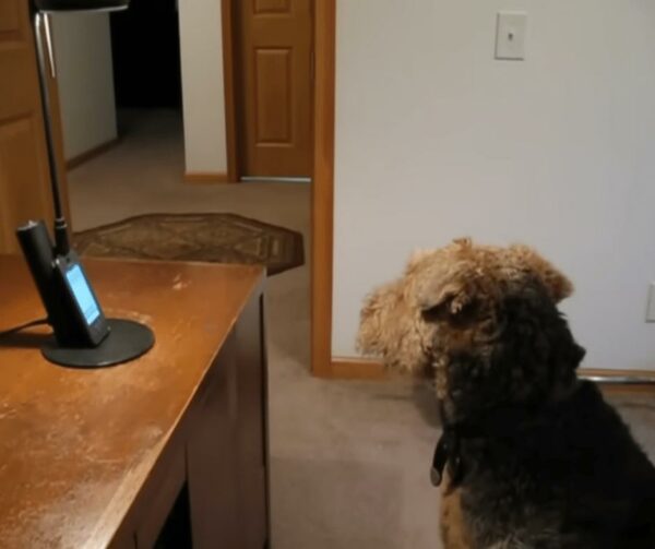 Dog's Heartfelt Serenade Over Phone Leaves Mom in Tears of Joy-1