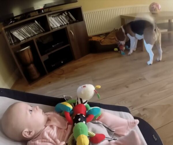 Dog's Unbelievable Apology to Baby Will Melt Your Heart-1