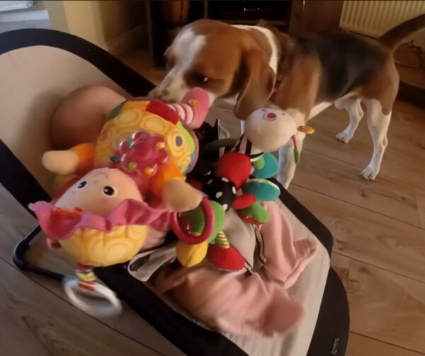 Dog's Unbelievable Apology to Baby Will Melt Your Heart-1