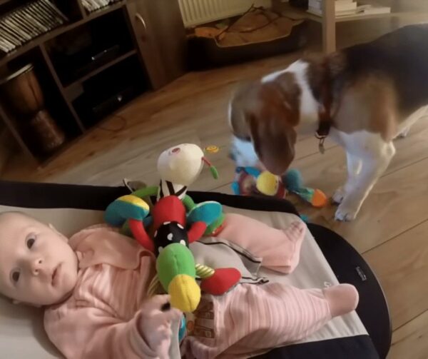 Dog's Unbelievable Apology to Baby Will Melt Your Heart-1