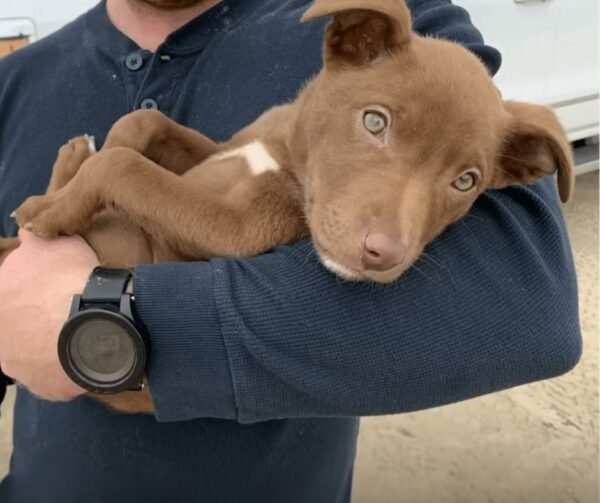 Dog's Unbelievable Transformation: From Fearful Stray to Smiling Star!-1