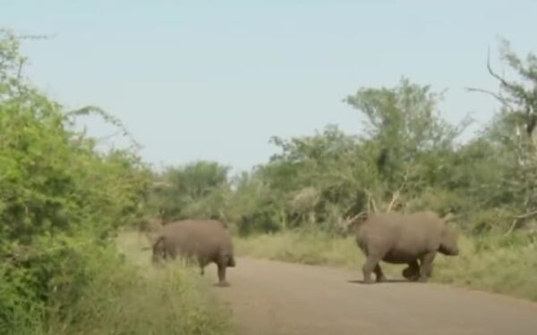 Elephants and Lions Team Up in Unbelievable National Park Drama-1