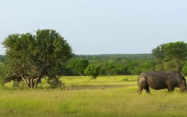 Elephants and Lions Team Up in Unbelievable National Park Drama-1